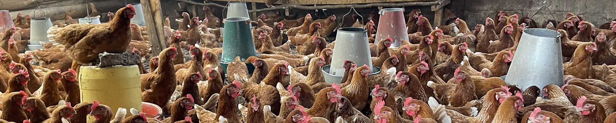 AI Poultry Farming in Uganda