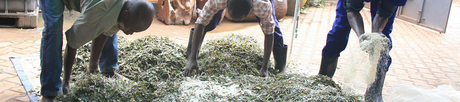 Sweetpotato Silage Study in Uganda 2025
